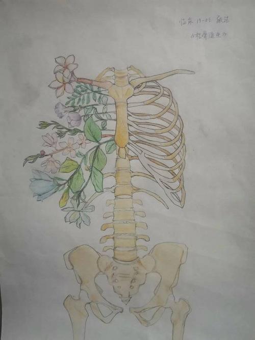 山东协和学院举办人体解剖学绘图大赛这些优秀作品脱颖而出