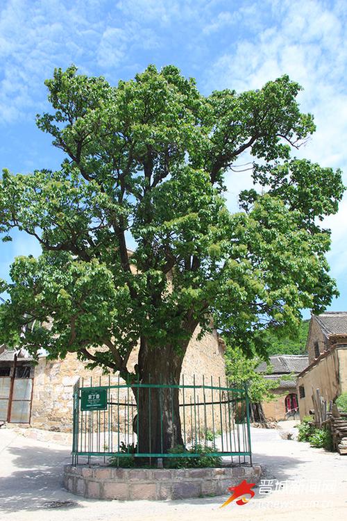 晋城市两株古树被命名为"中国最美古树"