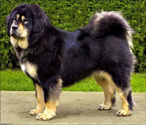 藏獒犬专业训练