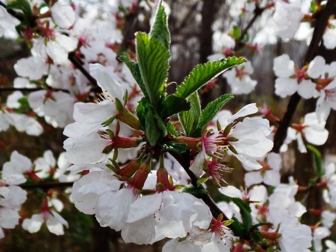 毛樱桃:春赏繁花夏赏果