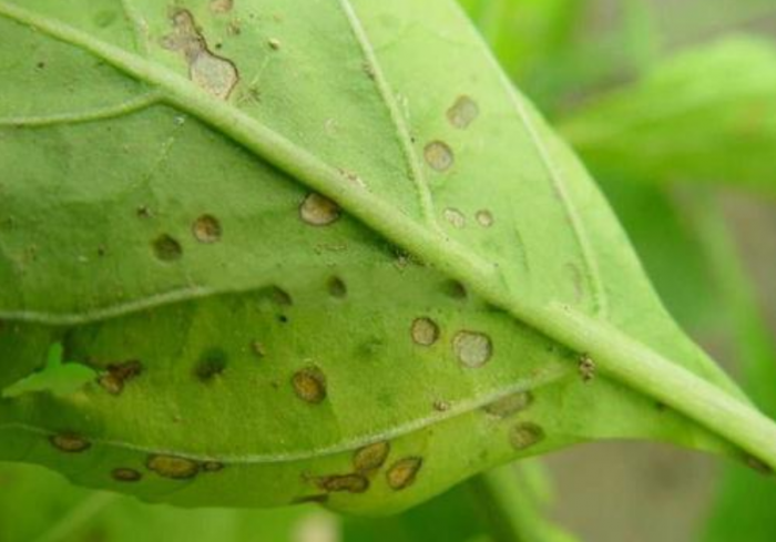 辣椒叶枯病的诊断及解决方法