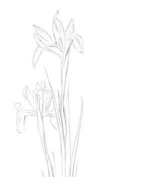 紫罗兰简笔画步骤