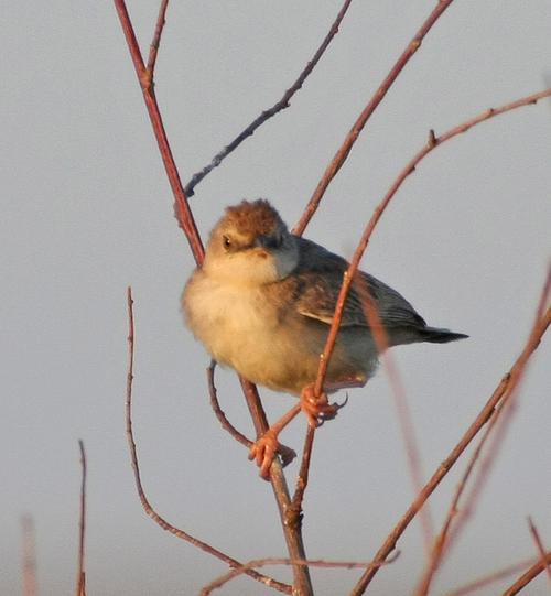  p>淡顶扇尾莺, i>cisticola brunnescens /i>,雀形目 a>鹟科 /a> a>