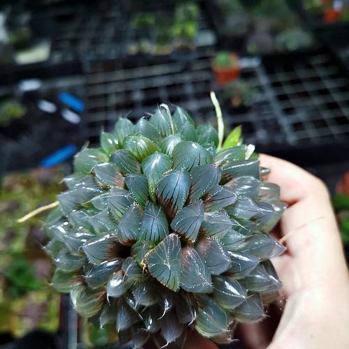 艺呈(yicheng)绿植盆栽 yicheng群生冰魄玉露大颗多肉植物十二卷属带