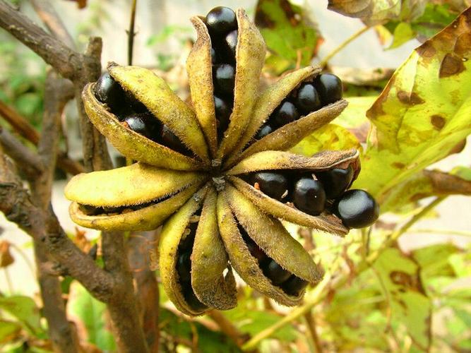 潞安集团"智华天宝"牡丹籽油(长治颐龙湾店)订购热线:0355-3368099