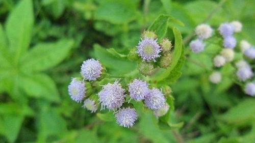 攻城掠地的紫茎泽兰