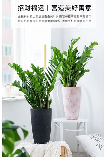劲胜钱串子花金钱树四季常青钱串子大绿植旺宅发财树客厅办公室盆栽