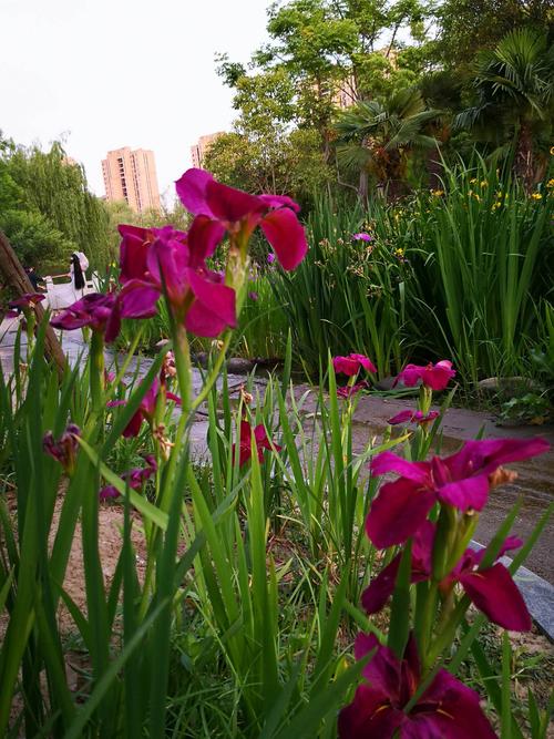 多姿多彩菖蒲花