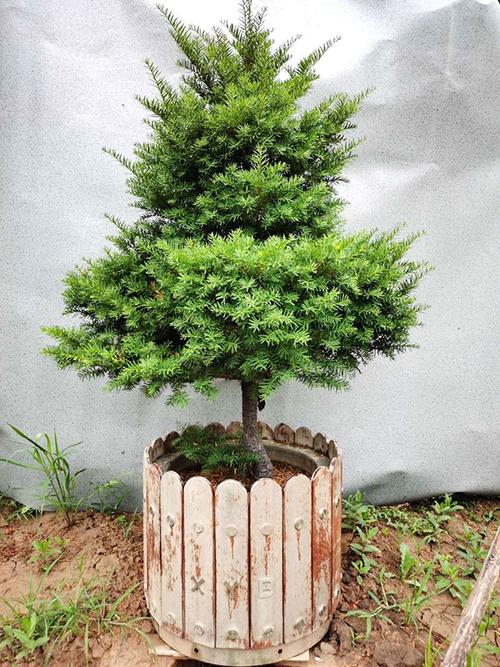 东北红豆杉盆景