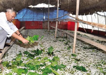 大棚养蚕增效益