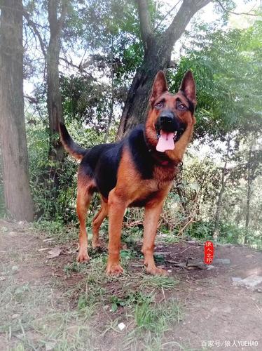 昆明犬黑背系-大顺("大"字血系第4代种公犬)