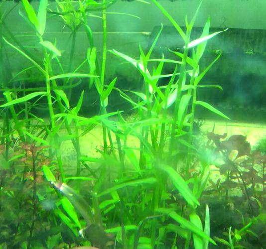 南美青竹 鱼缸水族箱造景植物活体中后景水草