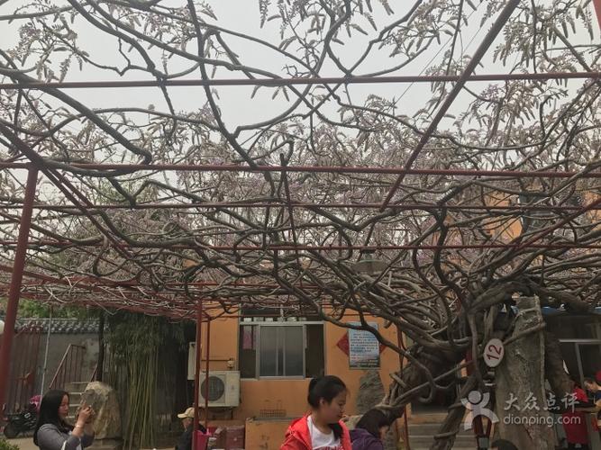 紫藤庄园图片 - 第14张