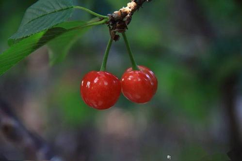 【大荔文学·散文·王一凡】樱桃红了