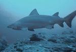 锥齿鲨