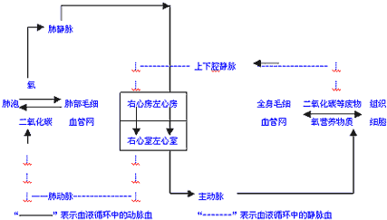 血液从主动脉到右心房流经的途径是( )