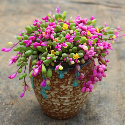 彩色圆叶紫玄月垂吊多肉植物稀有品种盆栽办公室防辐射花卉绿植好不好