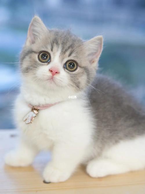 蓝虎斑加白矮脚妹妹_宠物_宠物_猫_晒猫