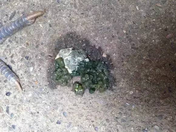 从鸡的粪便状态看疾病,教你一眼看穿【图文介绍】