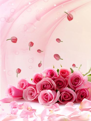 粉色玫瑰图片素材_粉色玫瑰模板设计欣赏