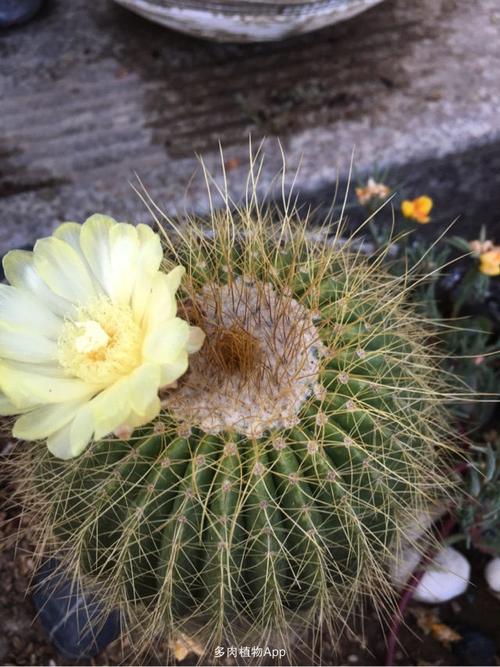 仙人球又开花了,金琥小球又大了许多.