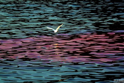 01月10日,广东省珠海市,赤潮海面.