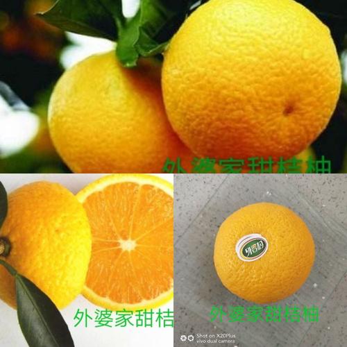 浙江丽水市,省庆元县,生态环境第一县(外婆家甜桔柚)营养价值,主要有
