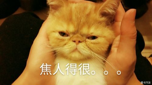 > 唉,麻油,硬是焦人得很啊,焦人得很,杂办嘛