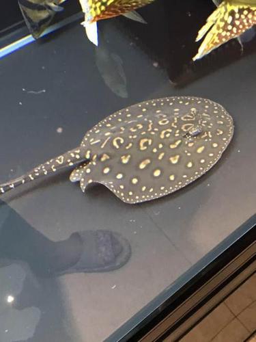 魟鱼黑金母两条便宜转让