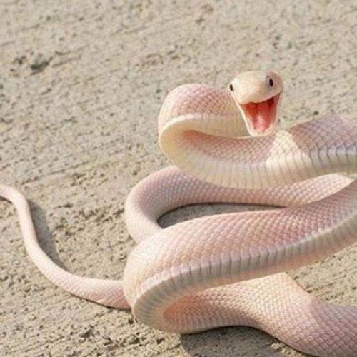 求关于蛇的头像0069