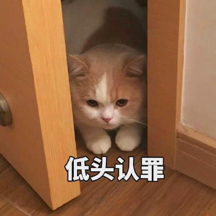 可爱猫咪表情包|撒娇卖萌,低头认错,噘嘴 靓仔语塞 满脸问号