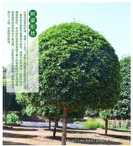 【产品名称】:桂花树 【品       牌】:东湘苗圃 【叶色色系】:绿色