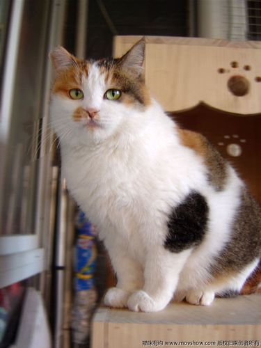 绝大多数三花猫都是母猫三花猫是身上有三种颜色的猫, a target="