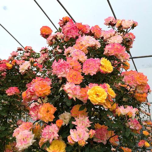 欧月藤本月季大苗藤彩虹爬藤攀援蔷薇花苗多头群开会变色庭院植物