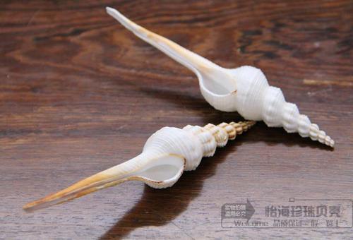 白长旋螺 天然贝壳海螺海星珊瑚鱼缸地台墙贴家居摆件收藏礼物