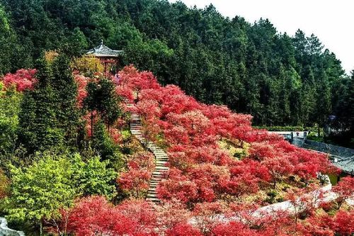 五洲园位于巴南区圣灯山镇,如今枫叶已红满山头,别样娇娆.