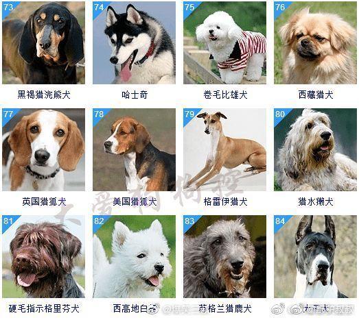 狗狗的品种大全,智商排名,不懂的看看 #野驴叔叔
