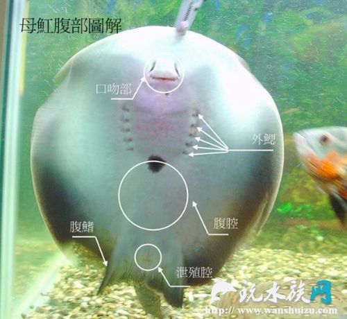 淡水魟鱼的简述