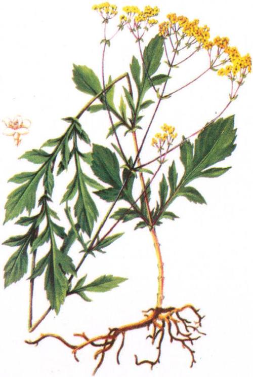 扁蓄图片(共1张)