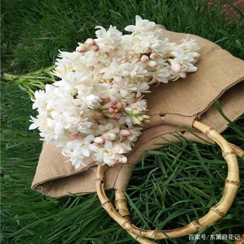 让你满室馨香的晚香玉,花色洁白,重要的切花品种