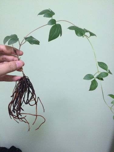 帮忙看一下这是铁线莲还是转子莲啊