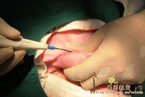 推荐被睾去势手术方法(尤其适用于大型犬)