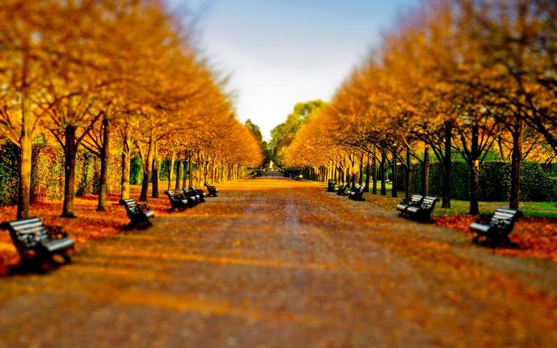 移轴镜头,街道,枫树,午后,宁静,落叶,椅子,微观世界tilt-shift壁纸