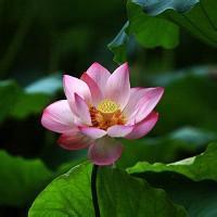 qq荷花头像大全