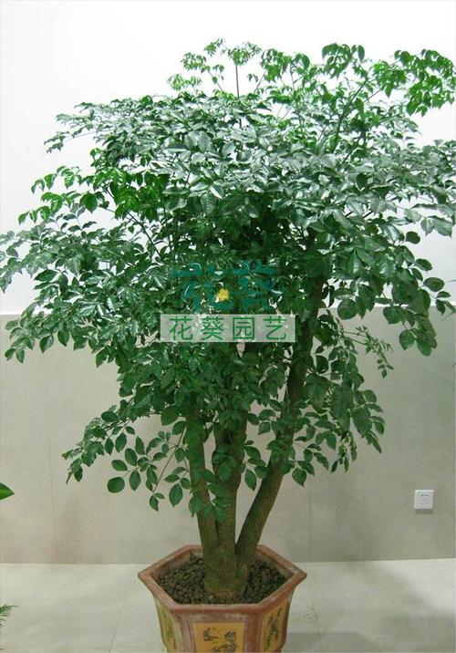 富贵树