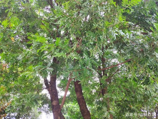 清香木树颂