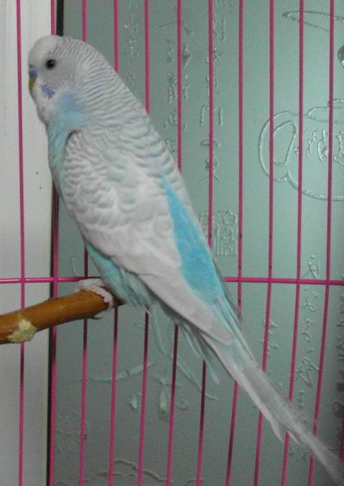 虎皮鹦鹉_虎皮鹦鹉繁殖_虎皮鹦鹉繁殖巢箱制作