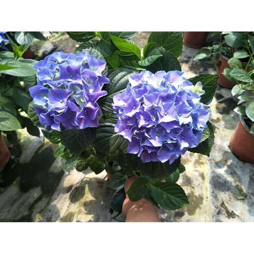 双利 大西洋绣球 绿化花卉苗木八仙花 苗圃供应