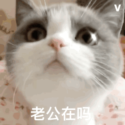 表情包啦
