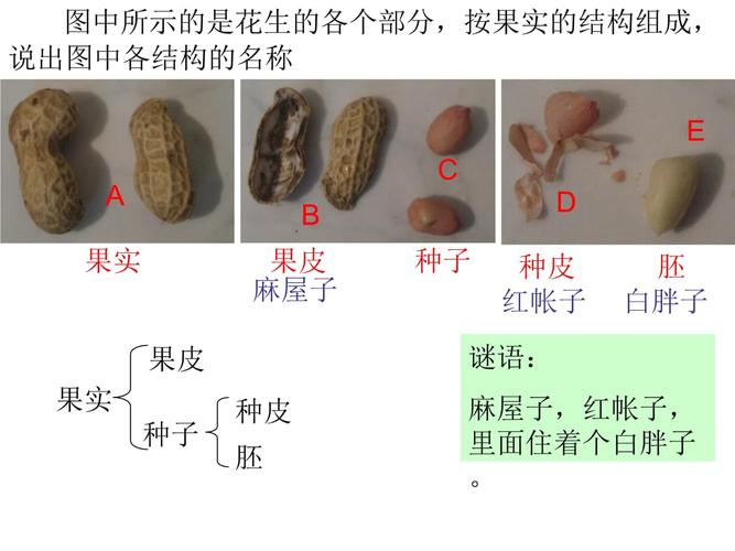 花生的结构组成ppt.ppt 1页